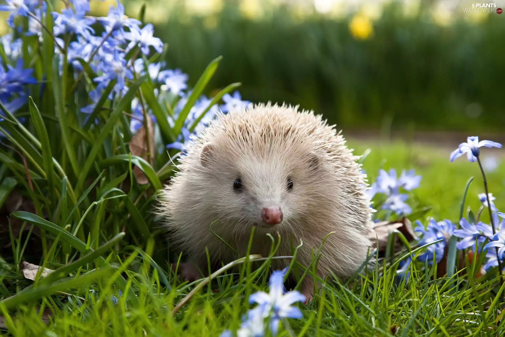 Meadow, hedgehog, Albinos