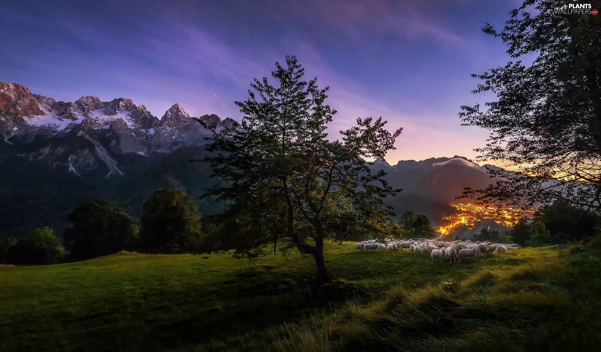 trees, Julian Alps, illuminated, Sheep, Town, Mountains, Night, Slovenia, Meadow, Kranjska Gora