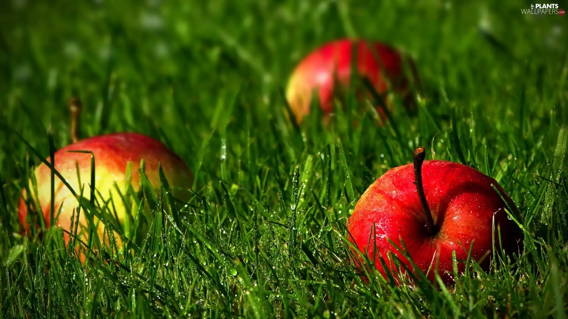 apples, grass, dew, Meadow