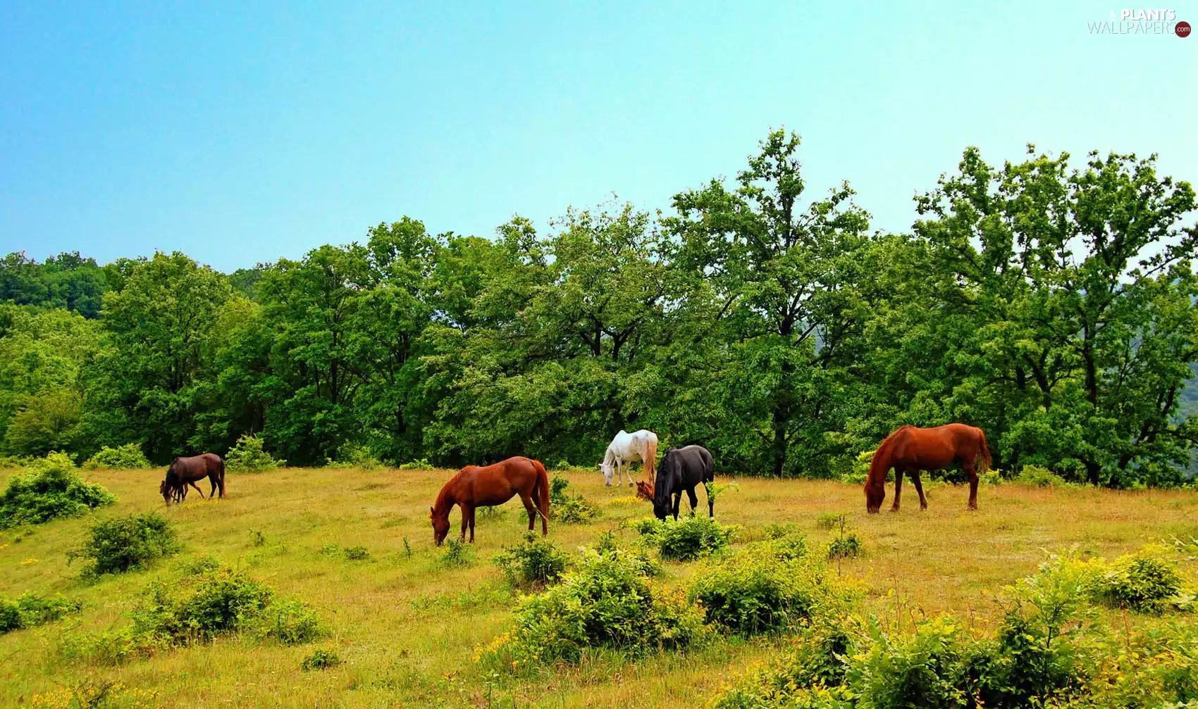 bloodstock, trees, viewes, Meadow