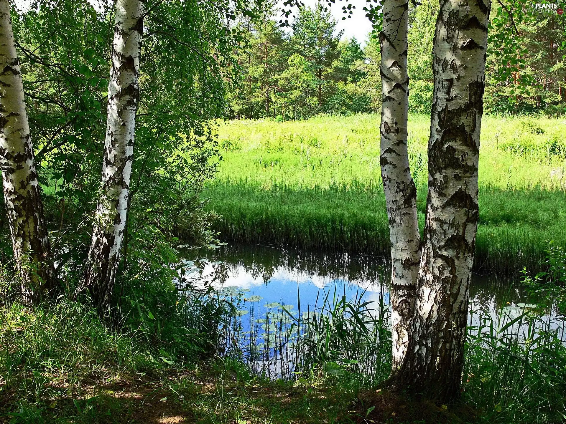 Meadow, birch, brook
