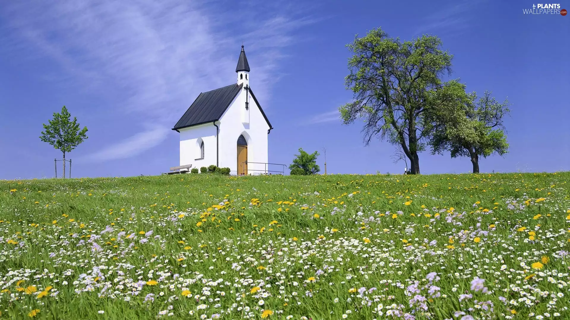 chapel, trees, viewes, Meadow