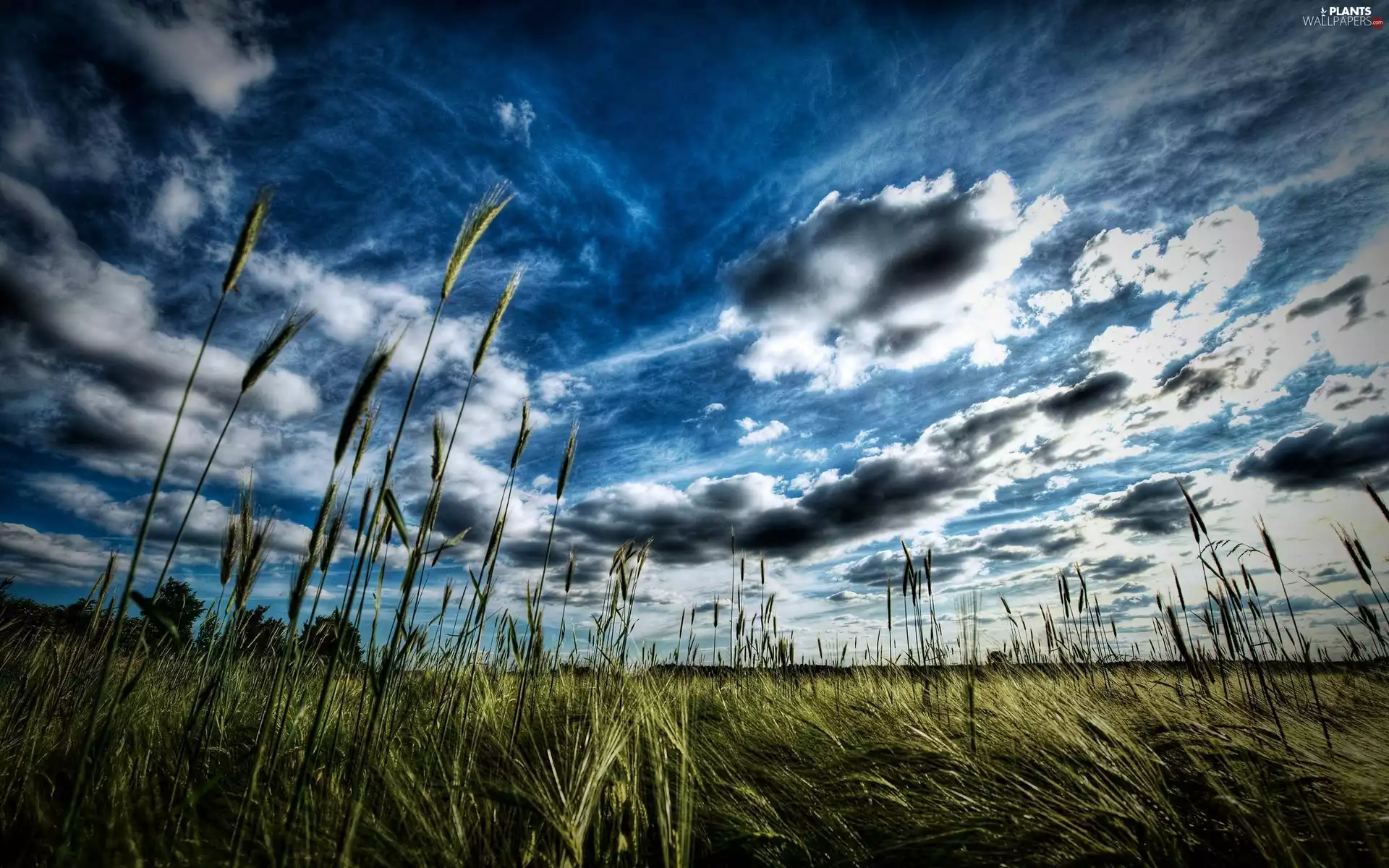 clouds, Ears, cereals, Meadow