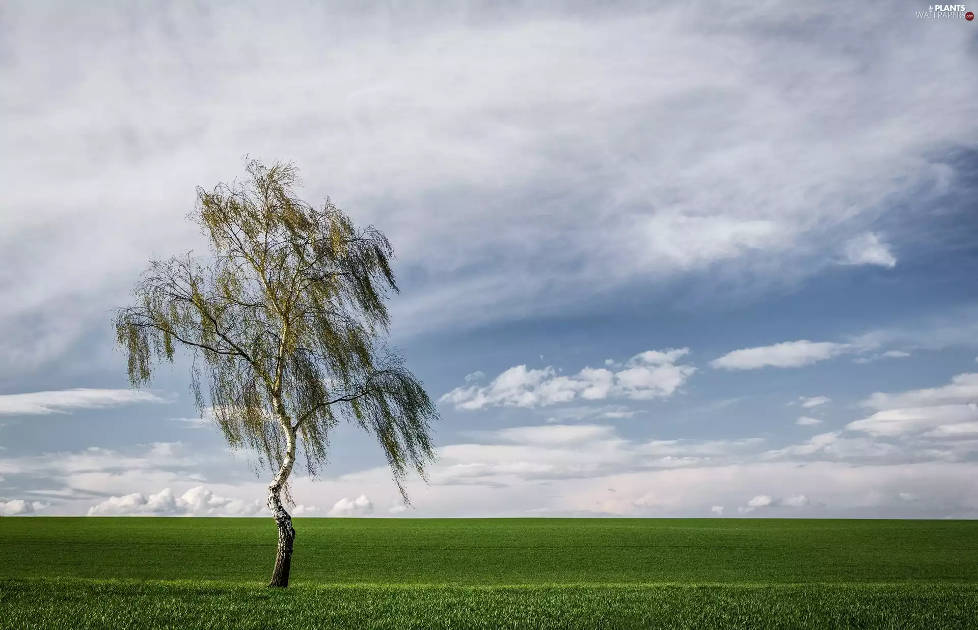 clouds, birch-tree, Meadow