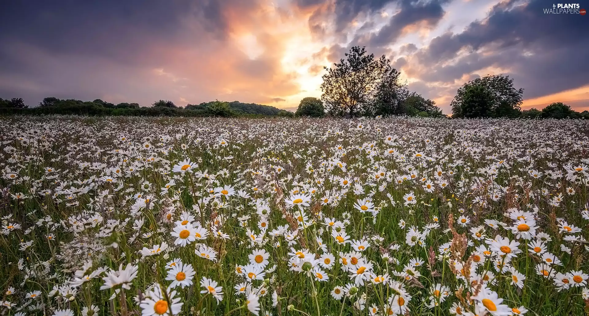 viewes, Meadow, daisy, trees, Flowers
