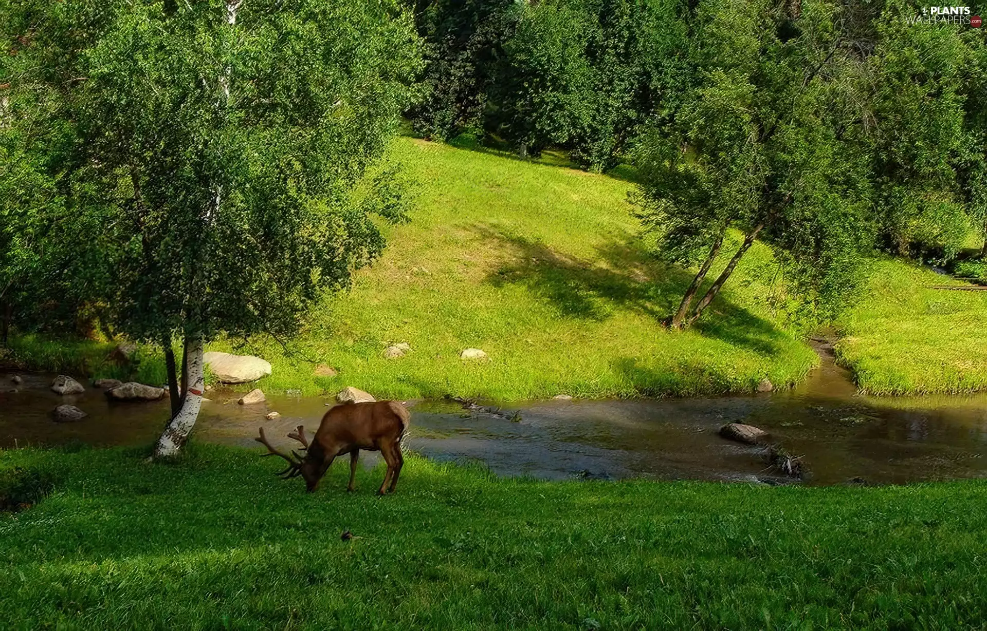 deer, forest, River, Meadow
