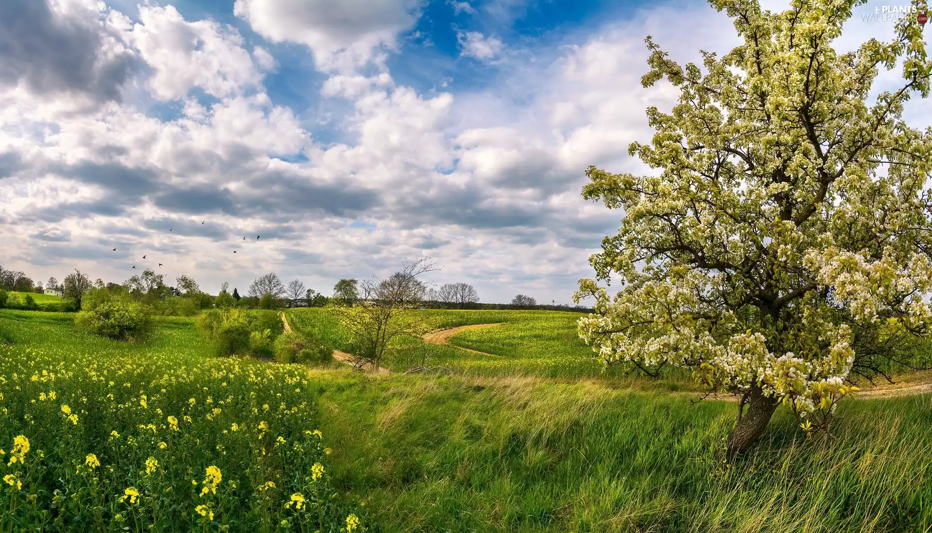 Field, trees, clouds, Meadow