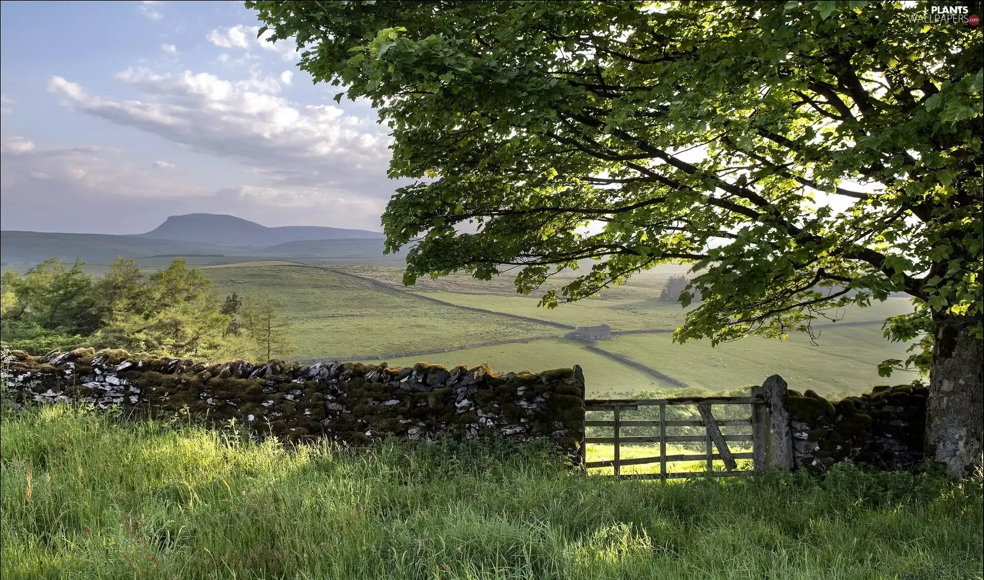 Field, trees, fence, Meadow