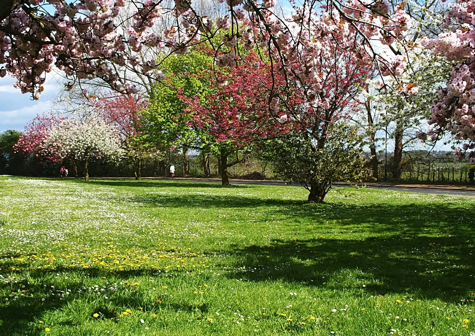 viewes, Meadow, flourishing, trees, Spring