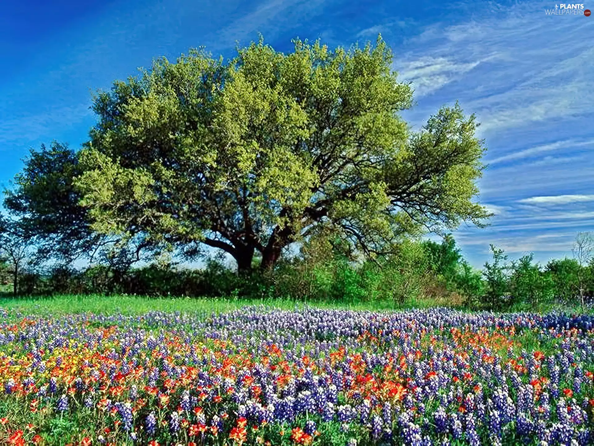 Meadow, trees, Flowers