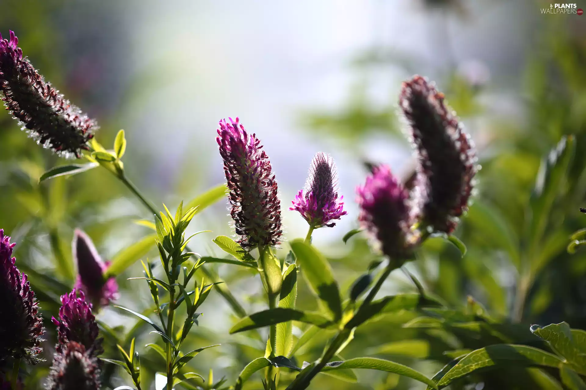 Meadow, trefoil, Flowers