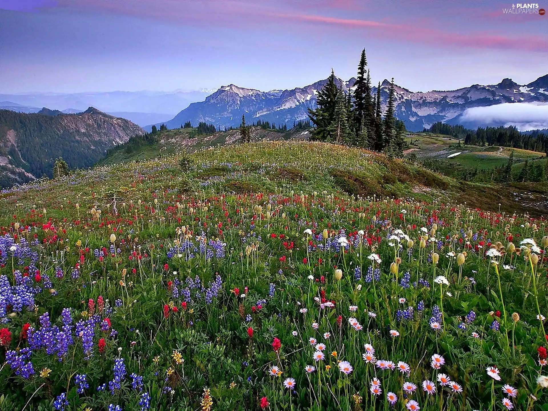 Flowered, Meadow, Fog, Spruces, Mountains