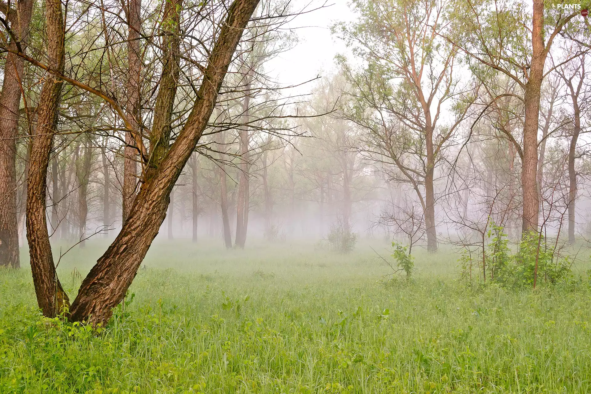 Fog, trees, viewes, Meadow