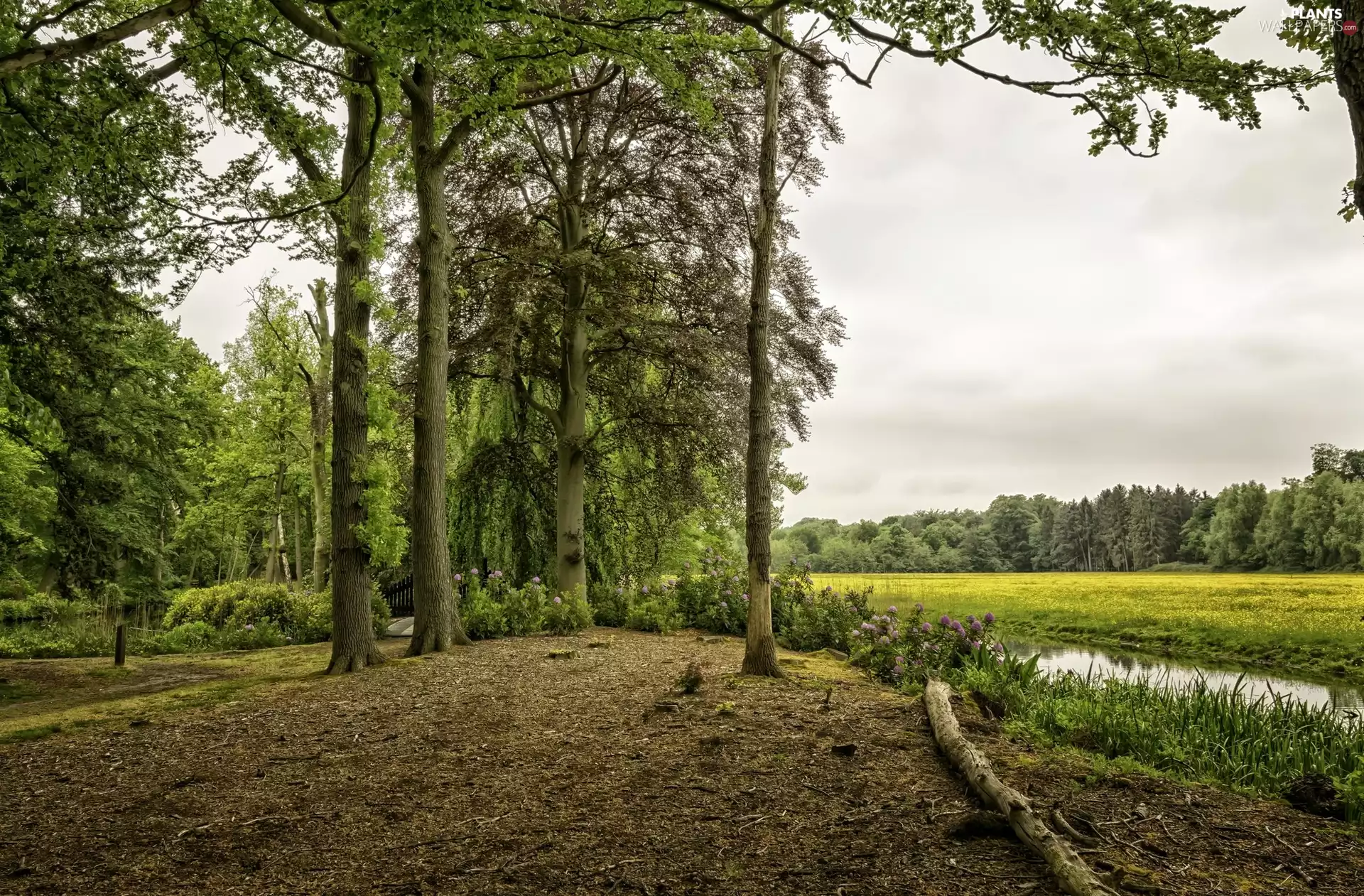 forest, brook, Flowers, Meadow