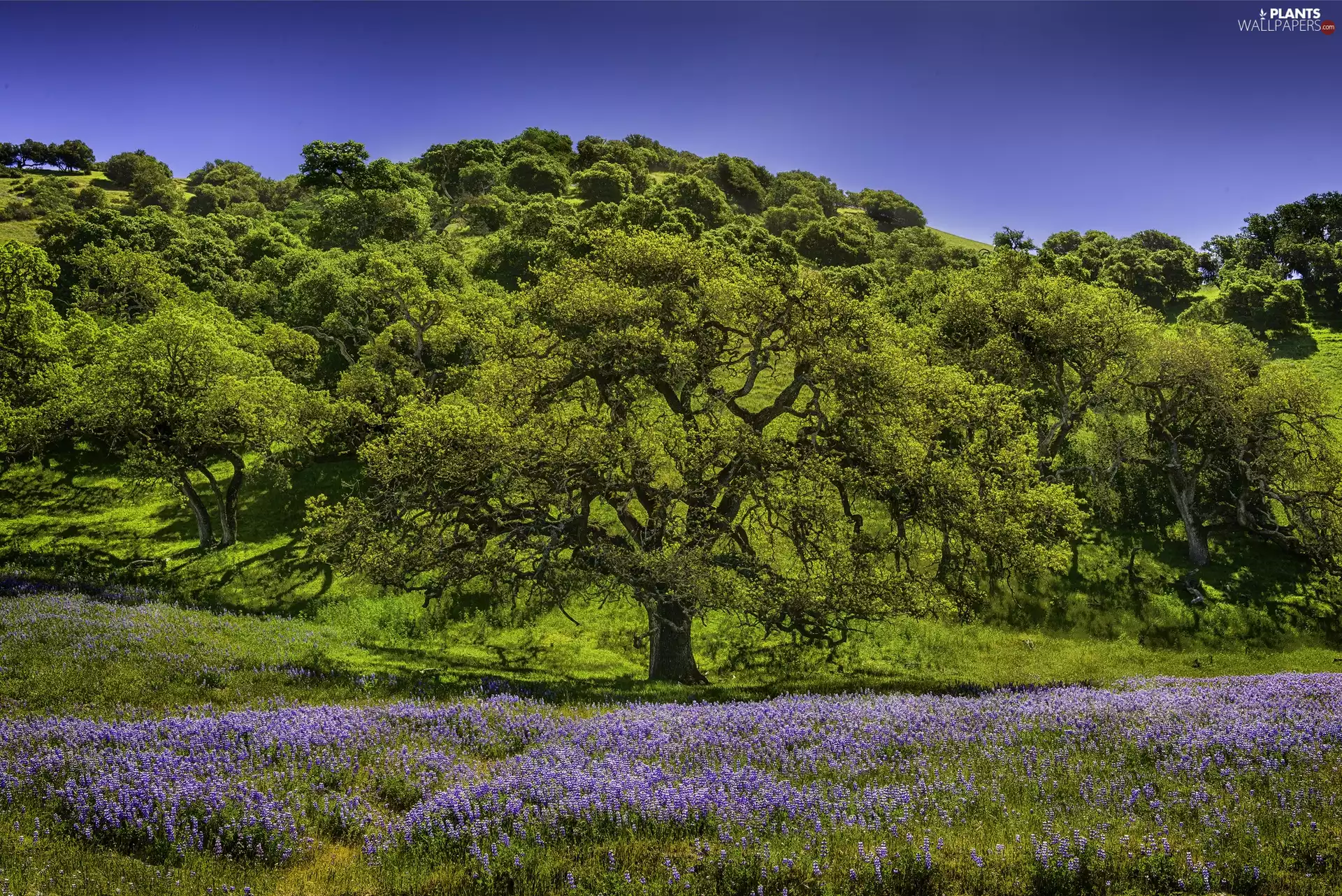 forest, trees, lupine, Meadow