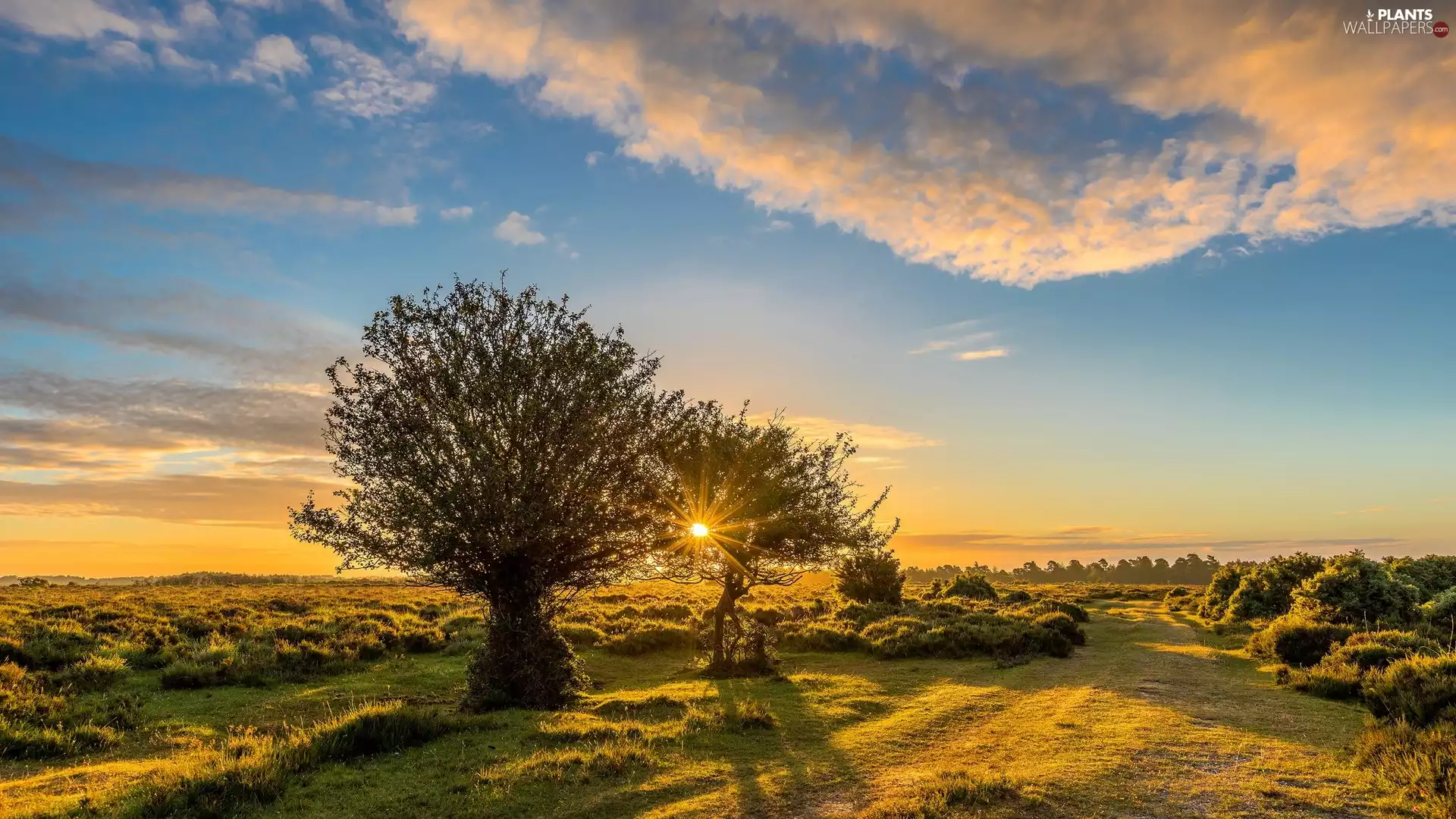 Meadow, England, viewes, Sunrise, trees, New Forest National Park