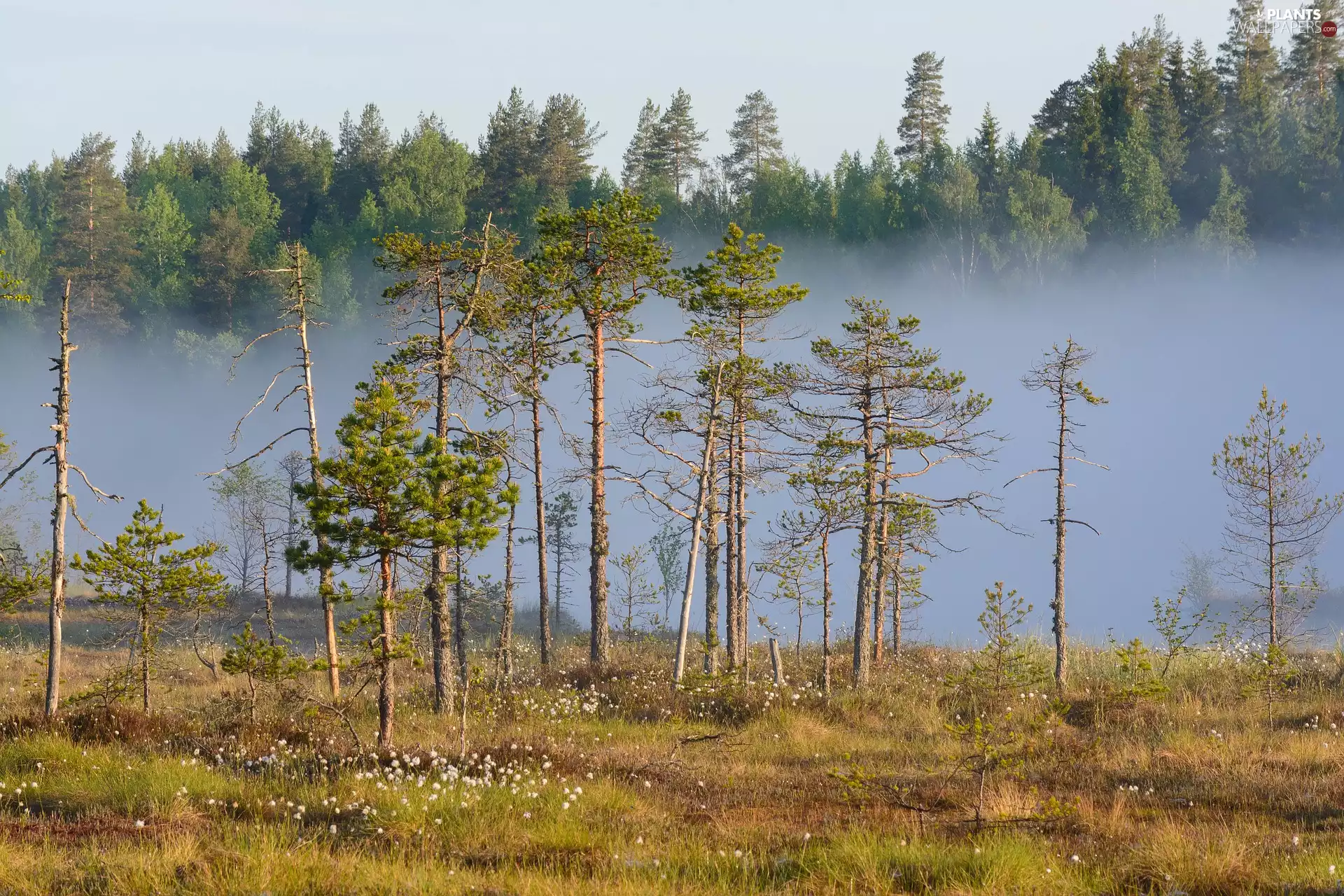 trees, Fog, pine, Meadow, viewes, forest