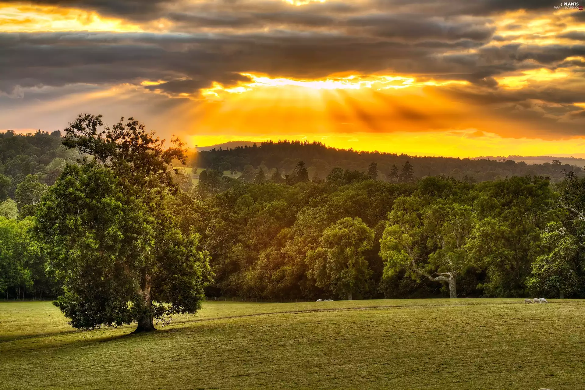 forest, west, sun, Meadow