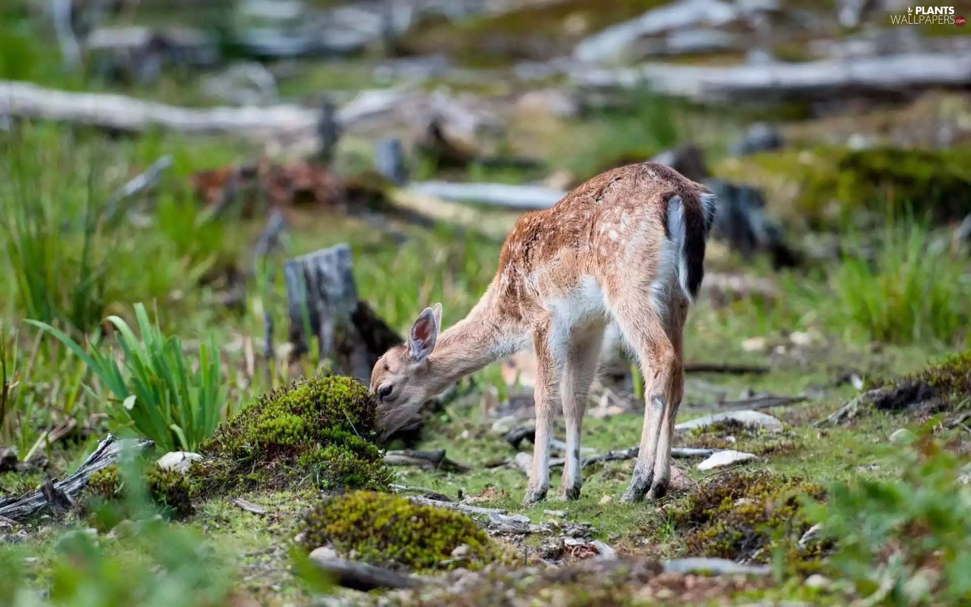 car in the meadow, deer, forest