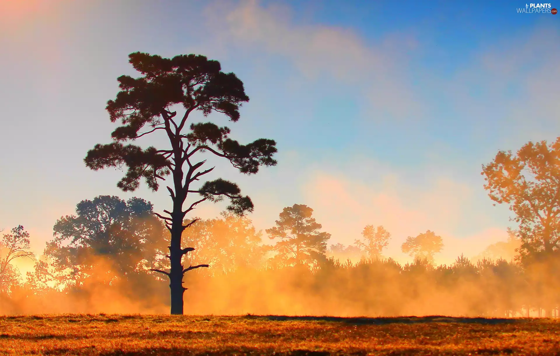 forest, Fog, trees, Meadow