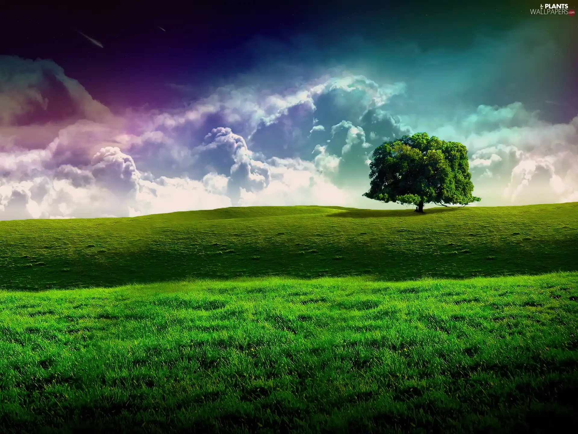 Meadow, grass, lonely, trees, clouds