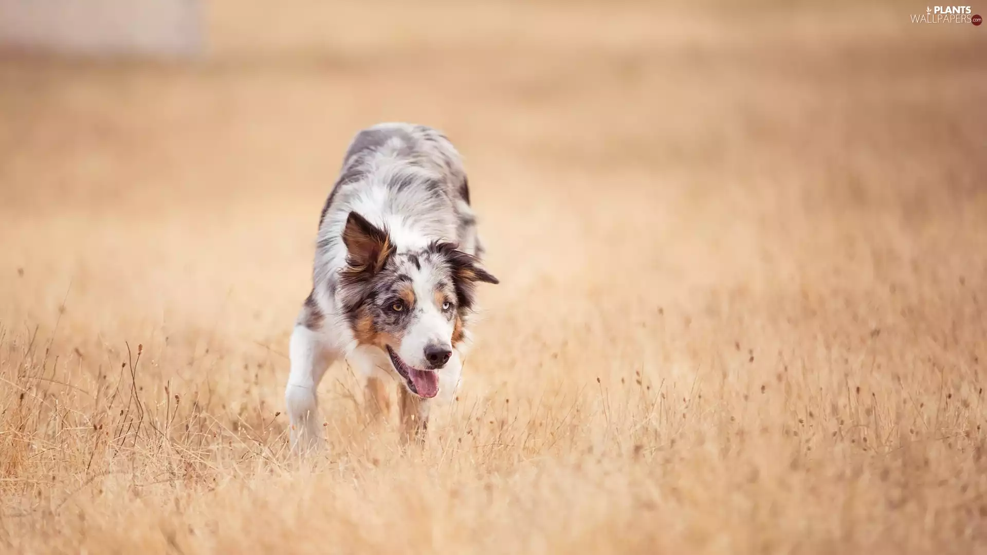 dog, Meadow, grass, Border Collie