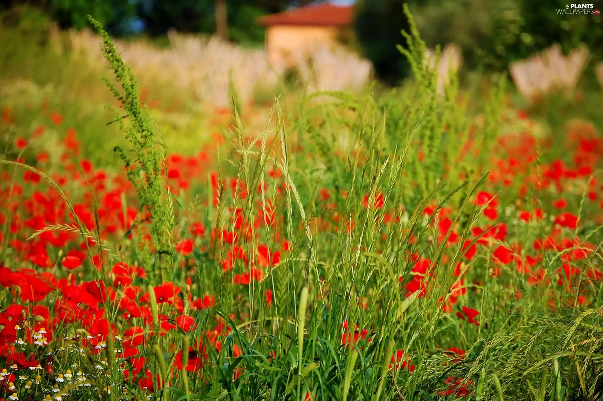 Meadow, papavers, grass