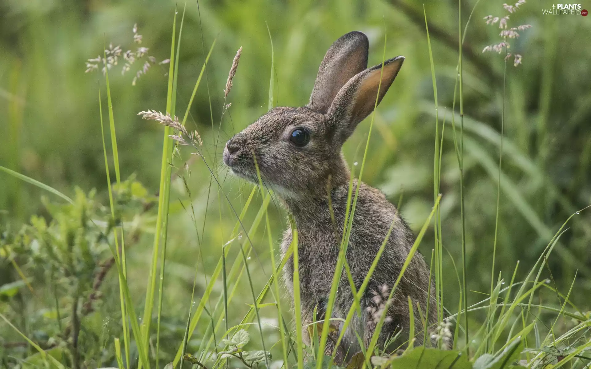 grass, Wild Rabbit, Meadow
