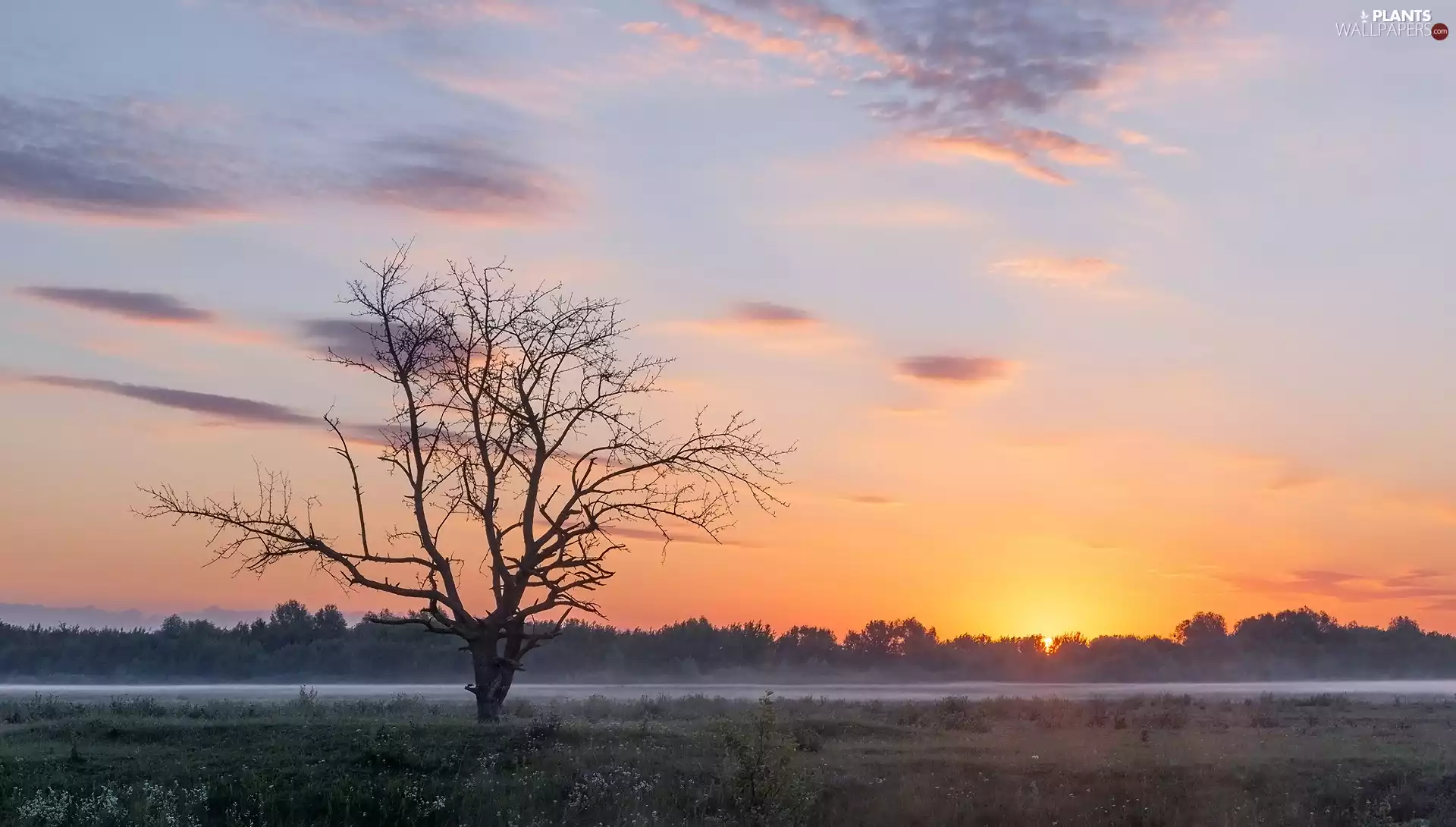 trees, Meadow, Great Sunsets, Fog