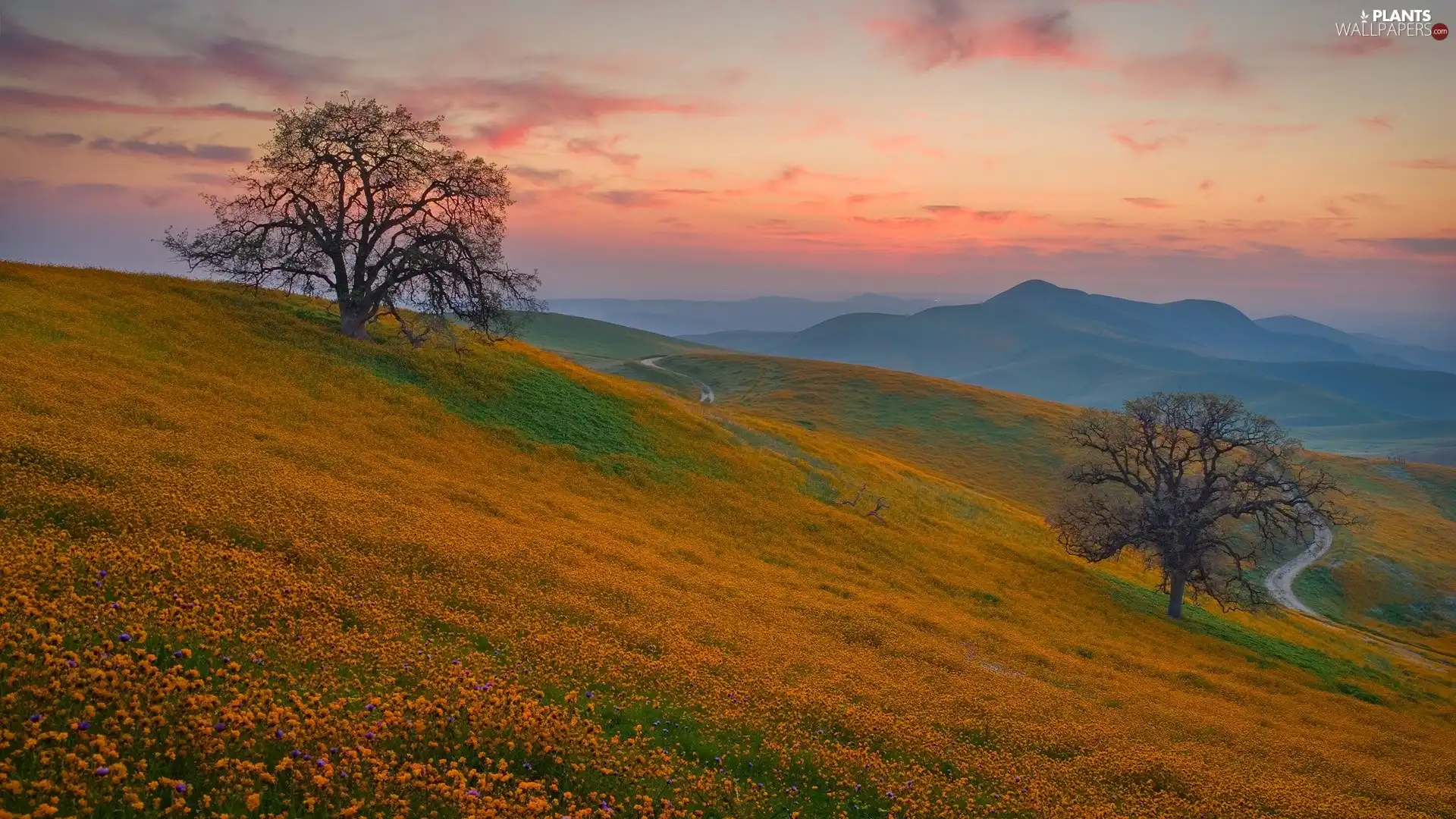 Hill, viewes, Meadow, trees