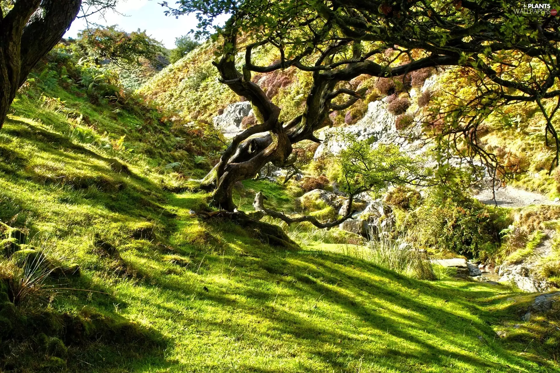 viewes, The Hills, Przebijające, rocks, sun, shadows, luminosity, trees, Meadow, flash, ligh