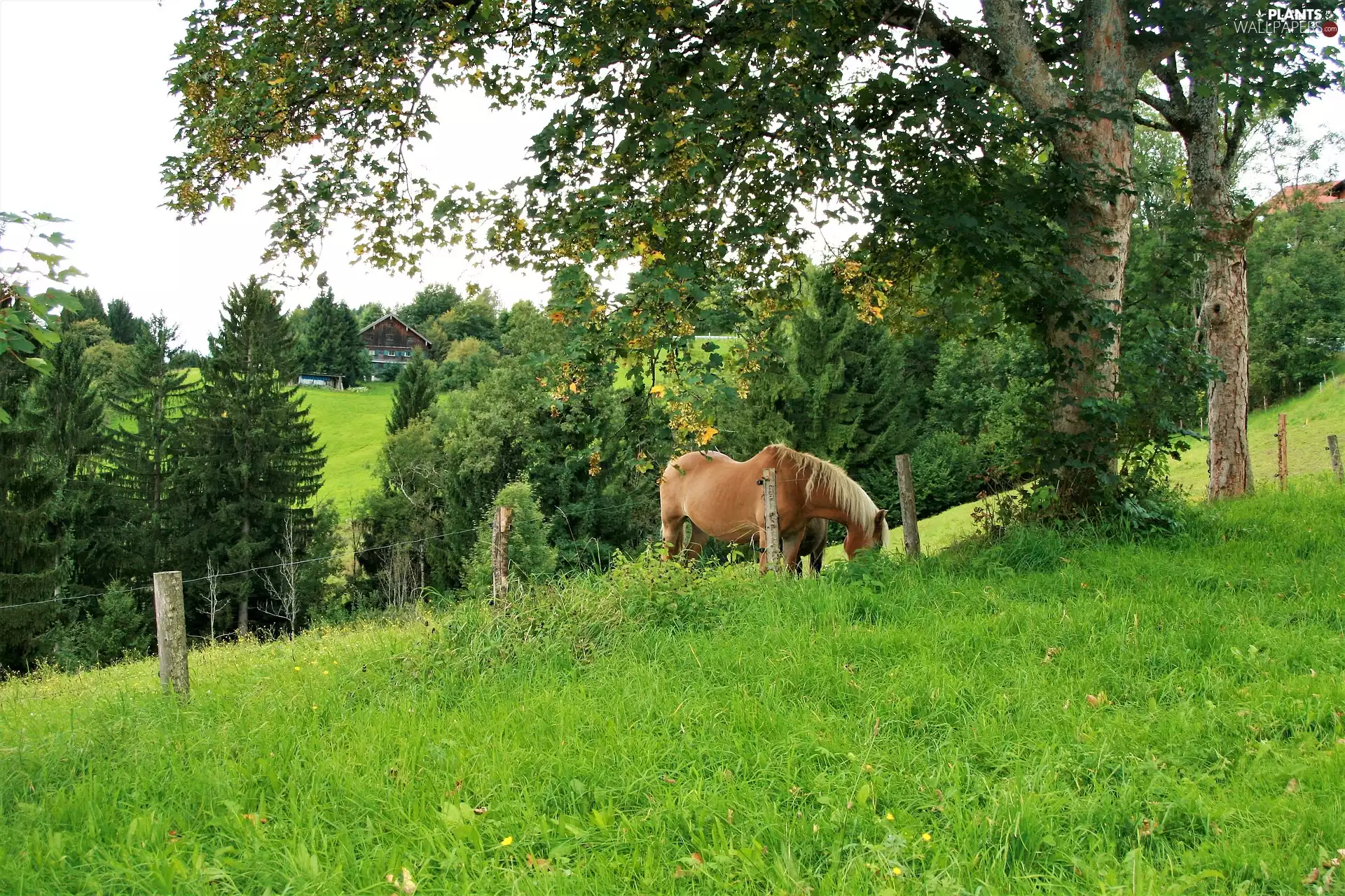 Horse, trees, fence, Meadow