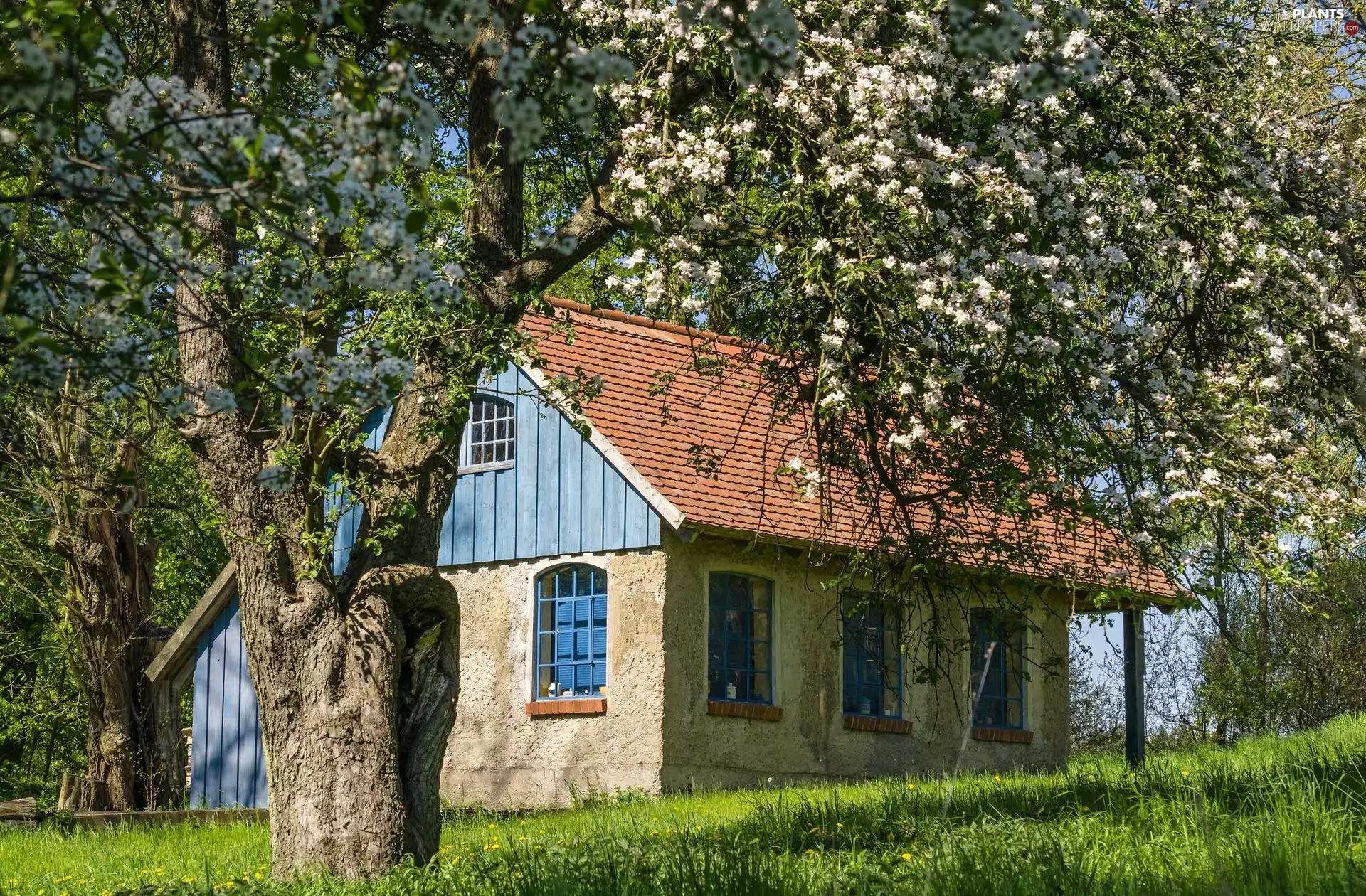 Meadow, trees, house