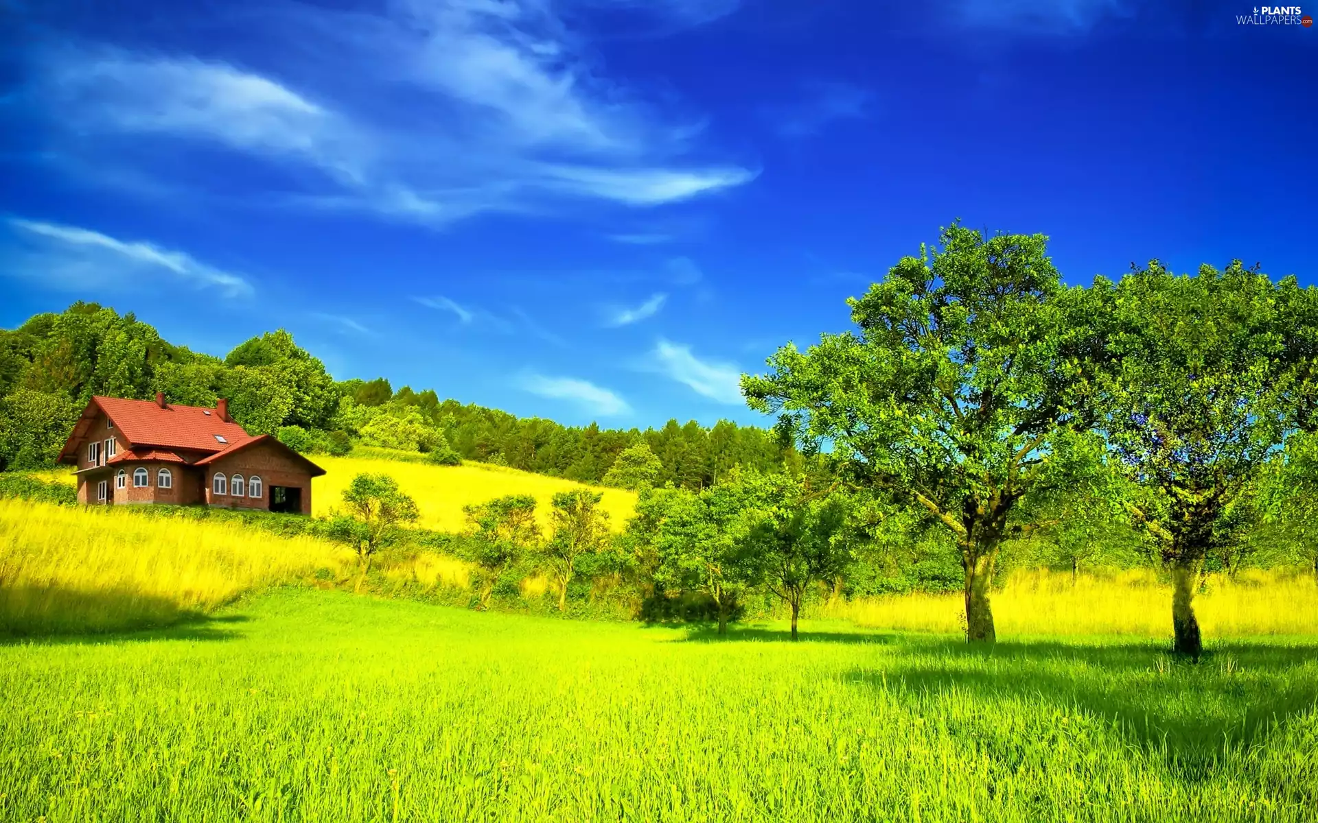 house, trees, viewes, Meadow