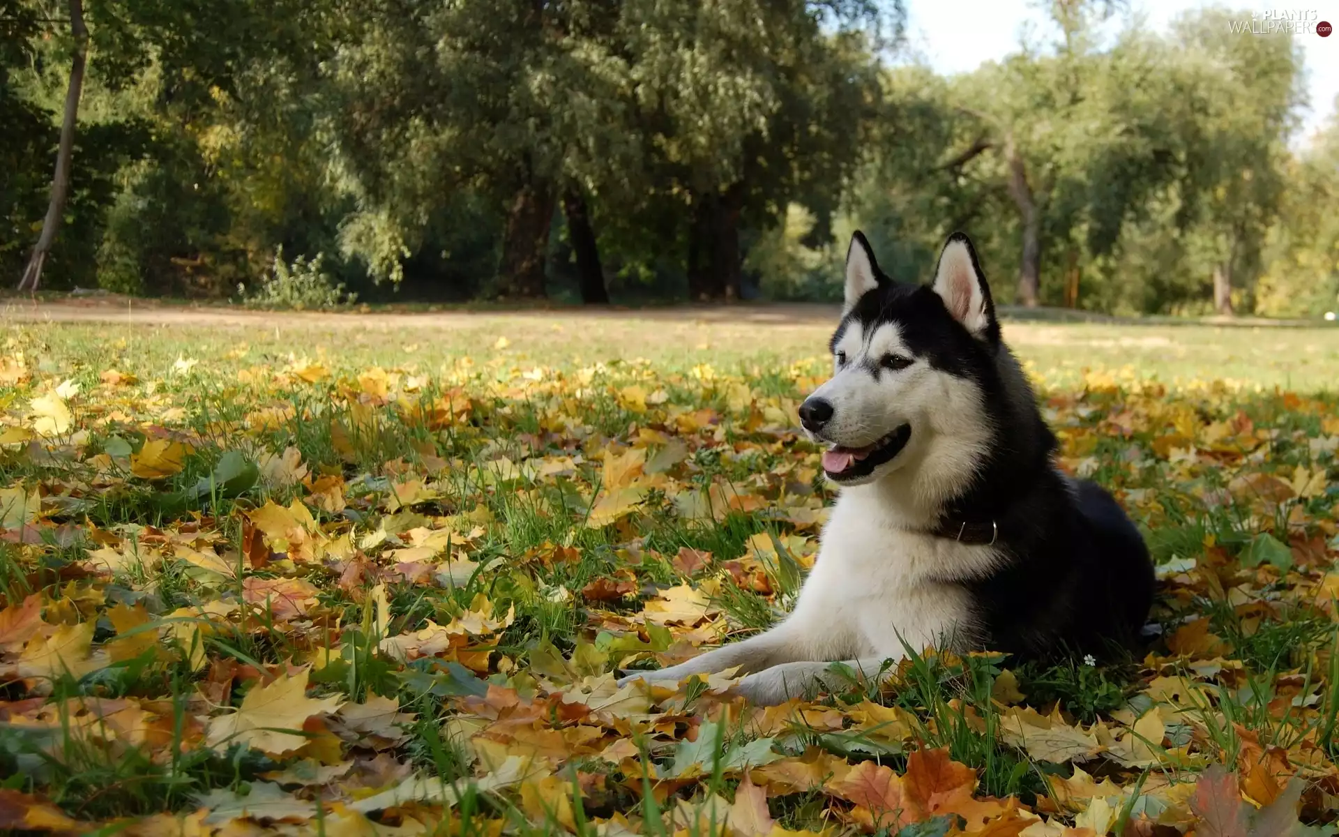 Husky, Leaf, autumn, Meadow