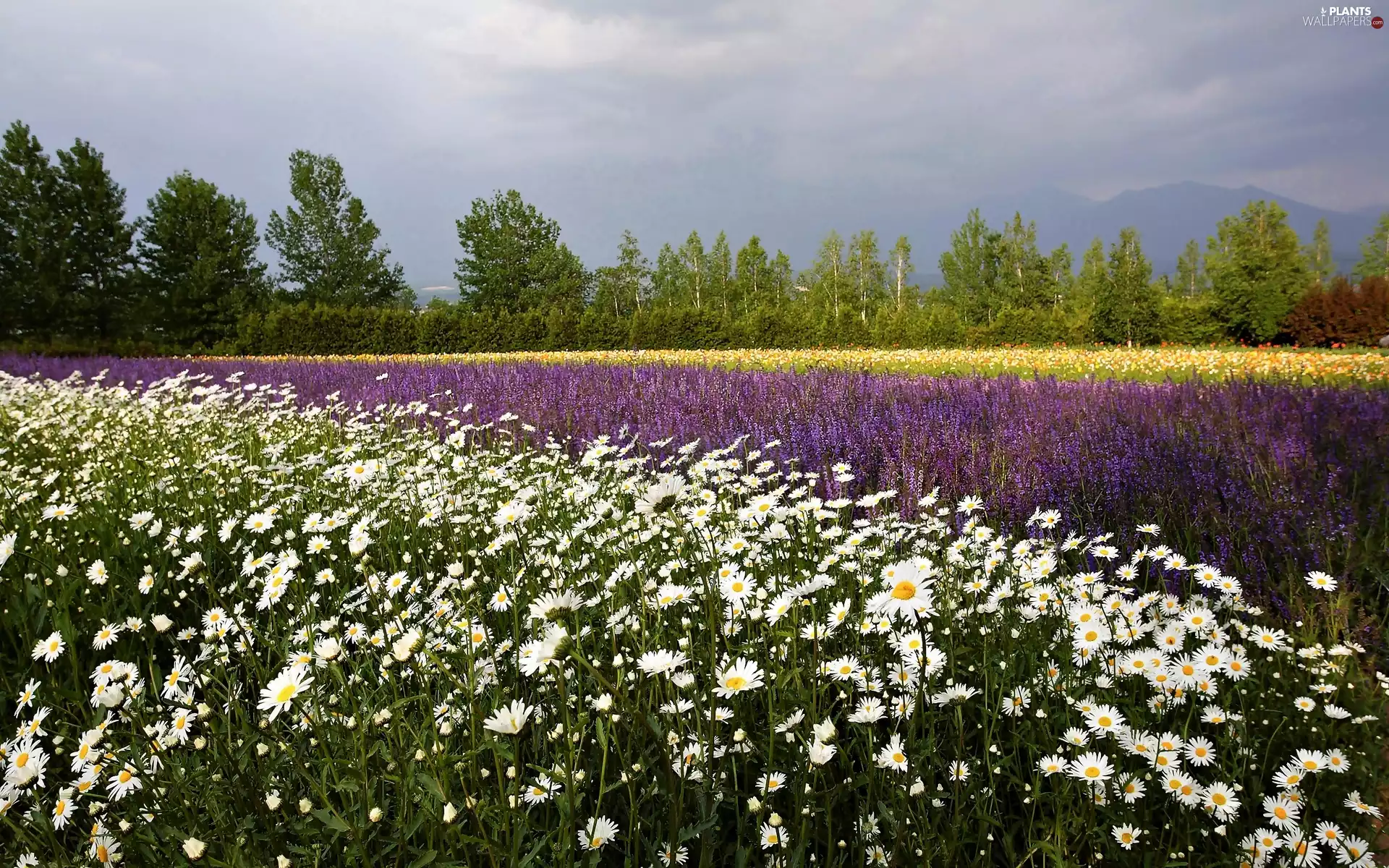 papavers, viewes, lavender, Meadow, trees, incursion, chamomile