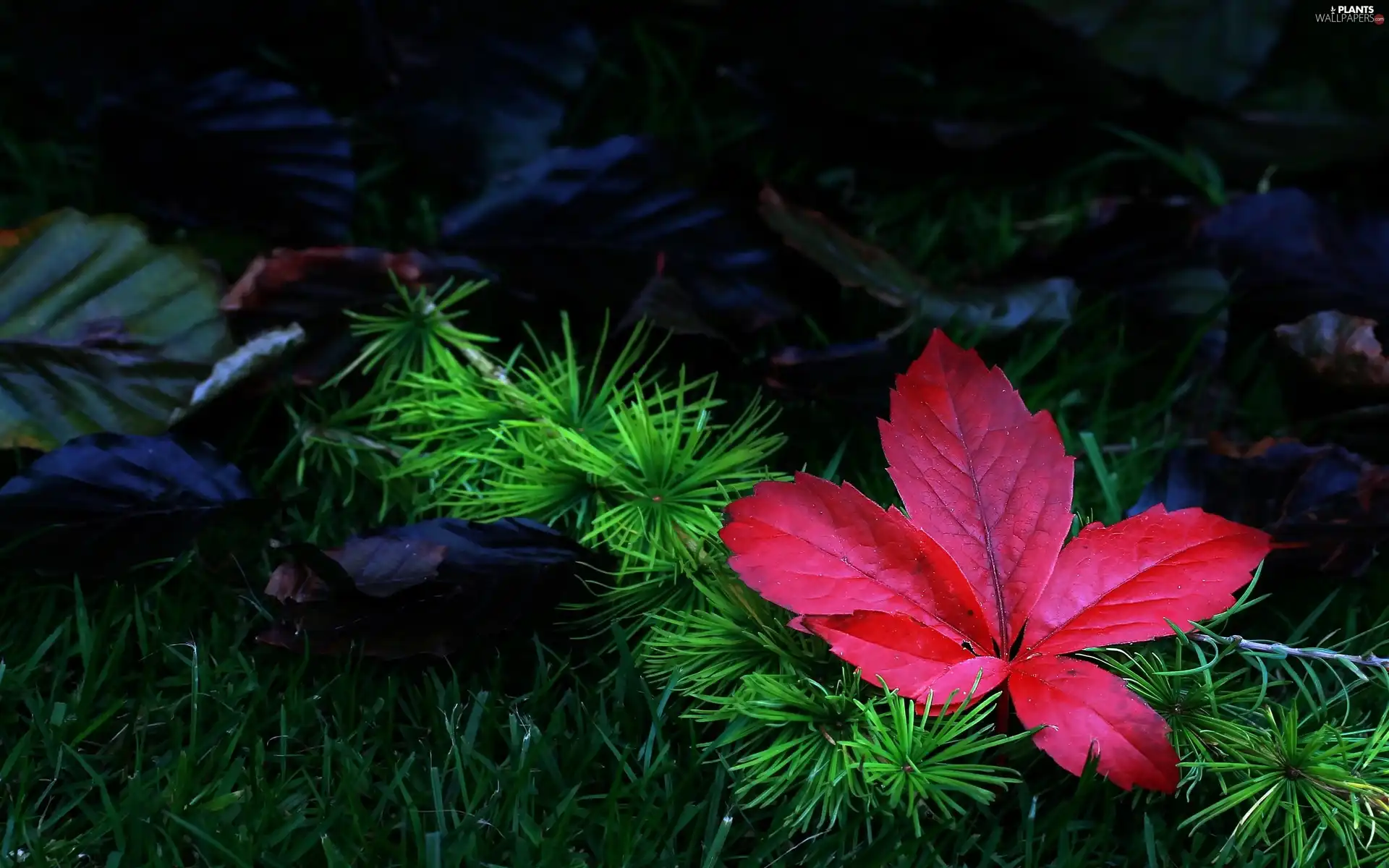 Leaf, conifer, Meadow, branch