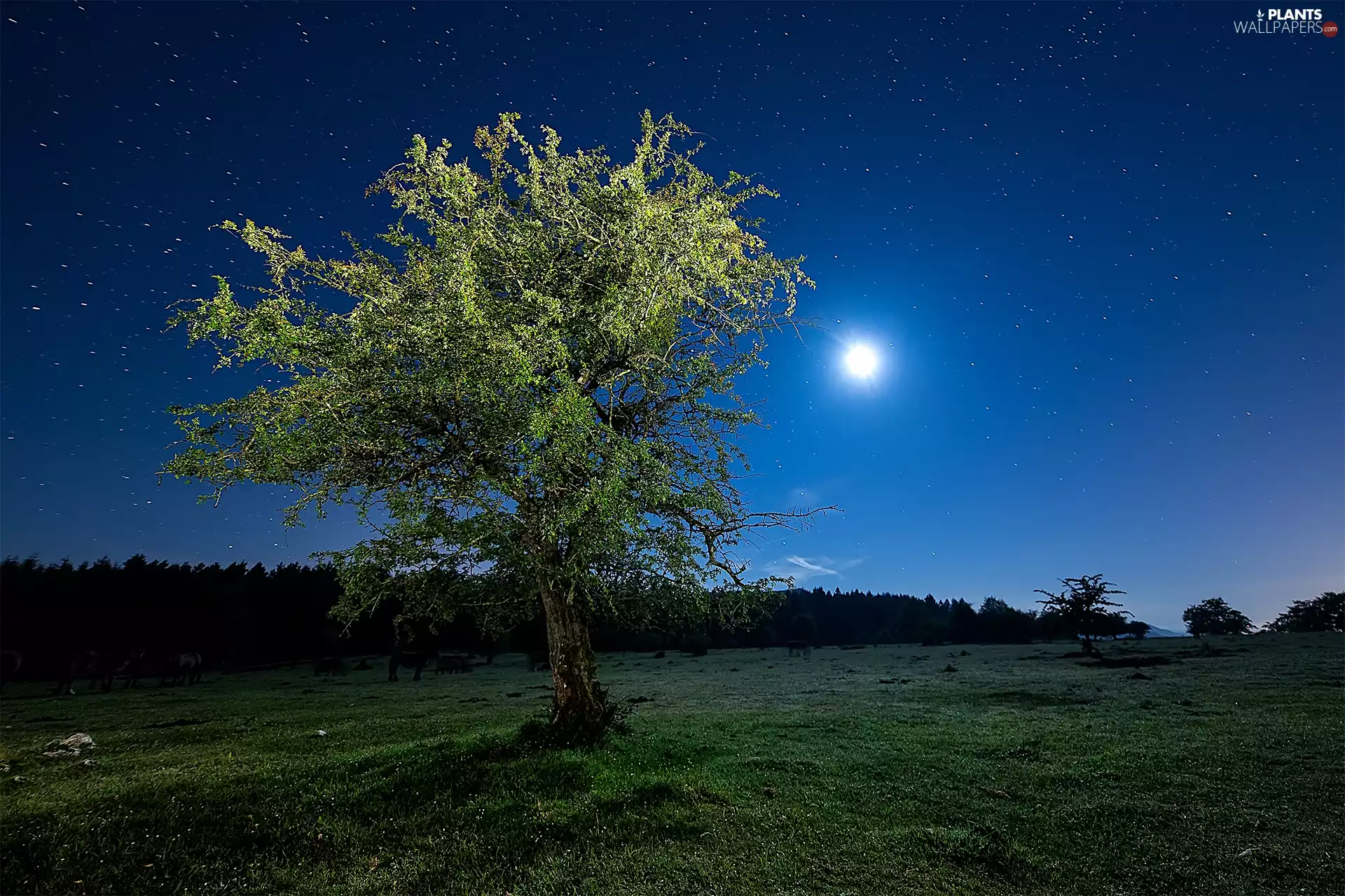 trees, Meadow, moon, star, Night