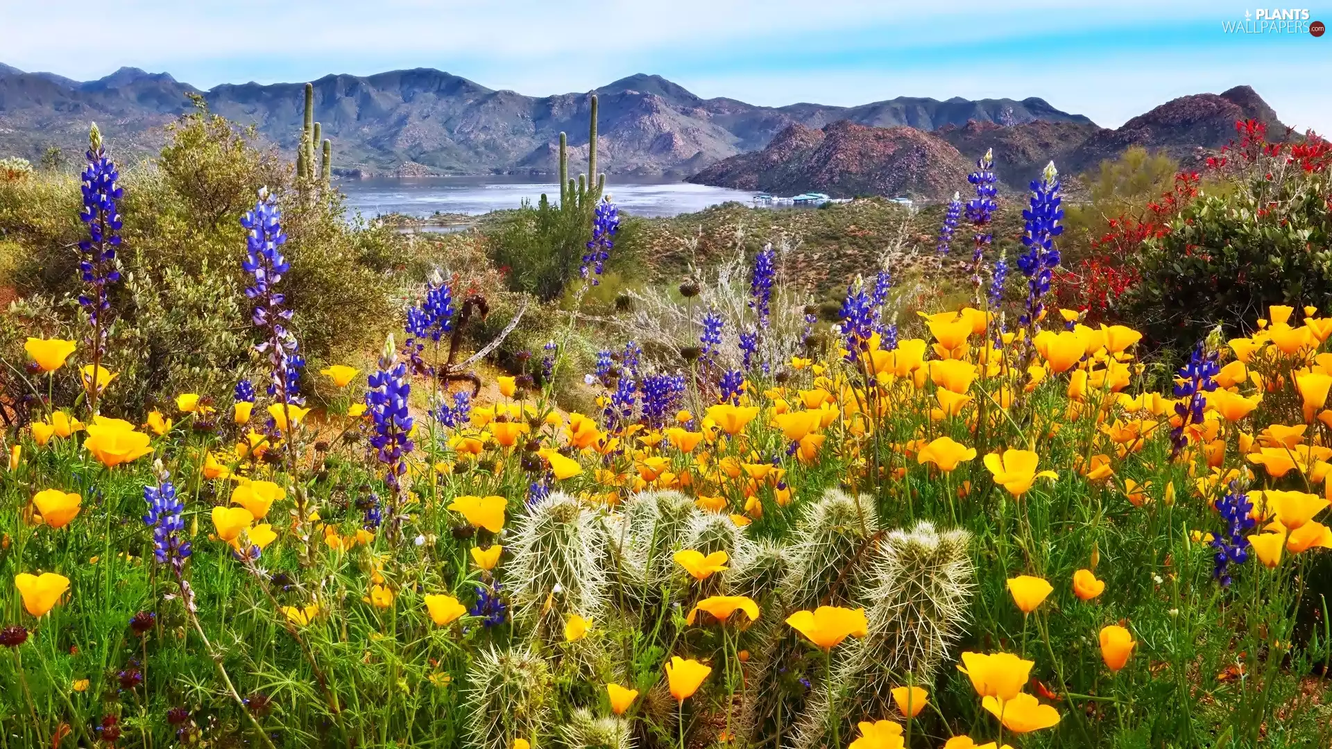 Mountains, Flowers, Cactus, Meadow