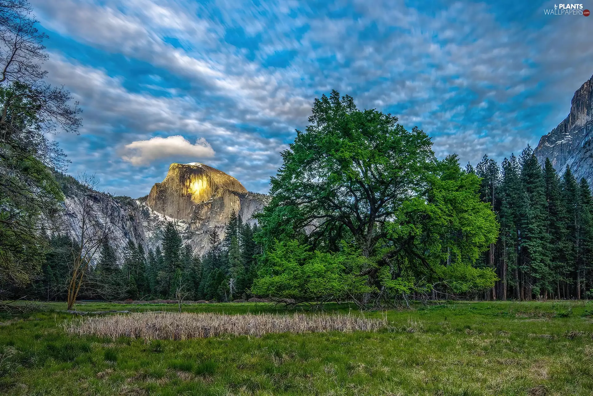 Mountains, woods, trees, Meadow