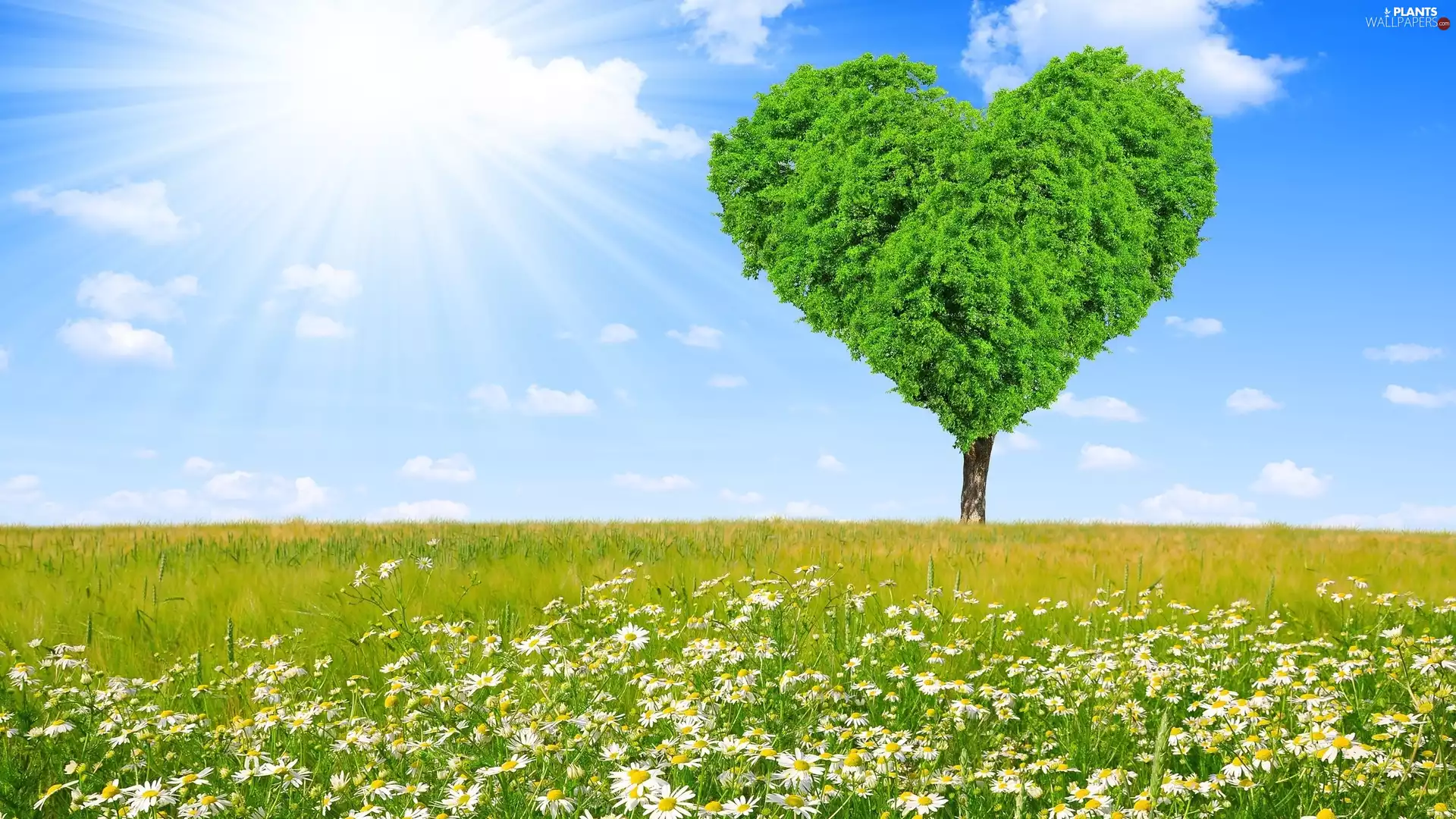 camomiles, rays of the Sun, trees, Heart, Meadow