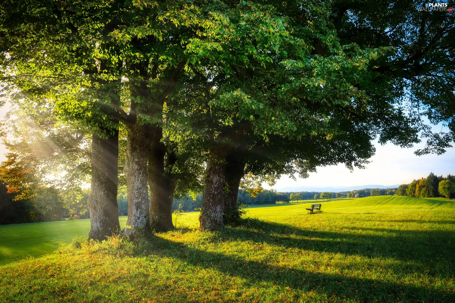 Bench, rays of the Sun, trees, viewes, Meadow