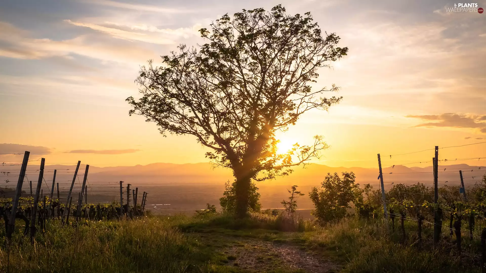 fence, rays of the Sun, trees, vineyards, Meadow