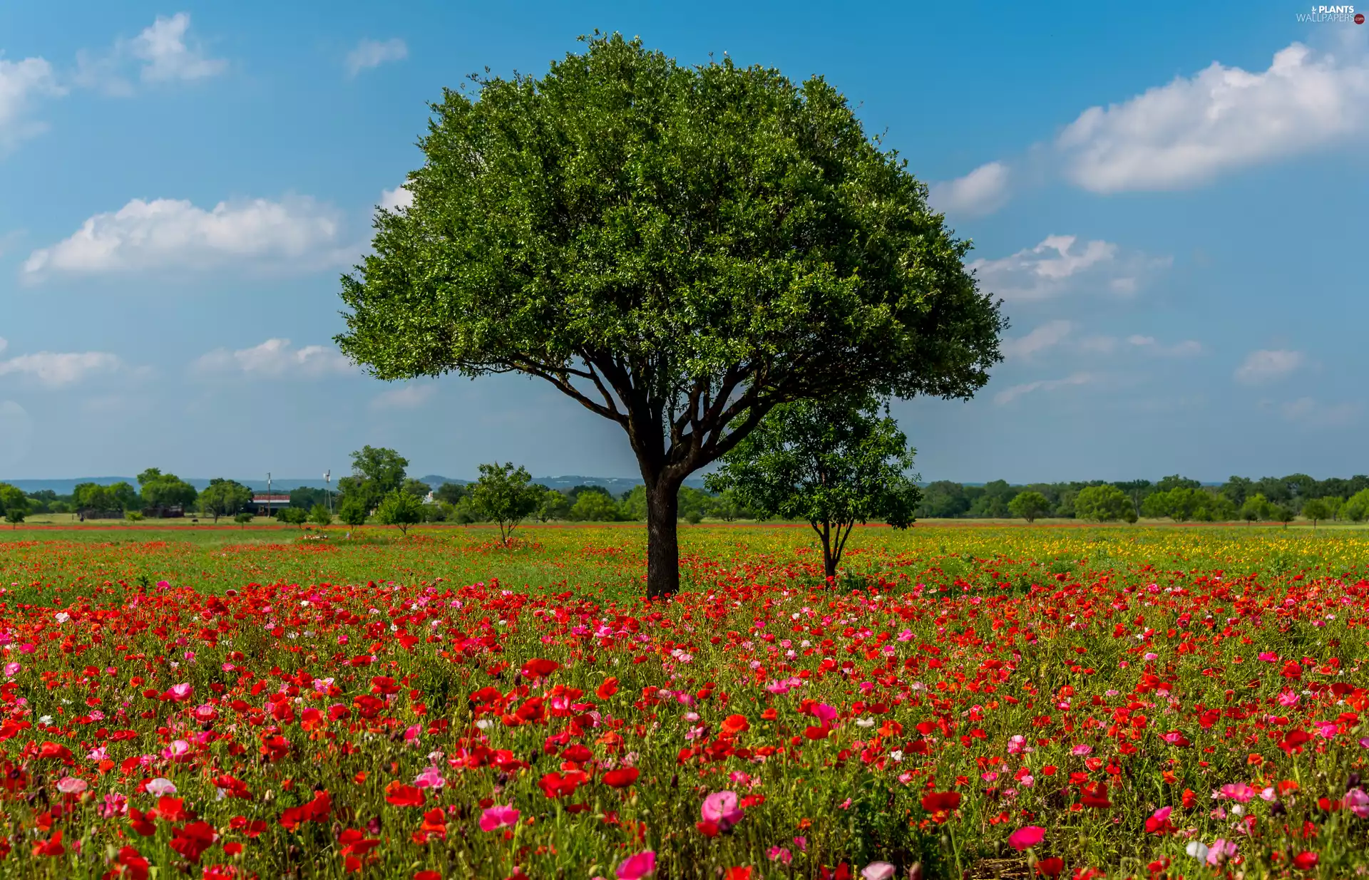 viewes, Meadow, papavers, trees, Field