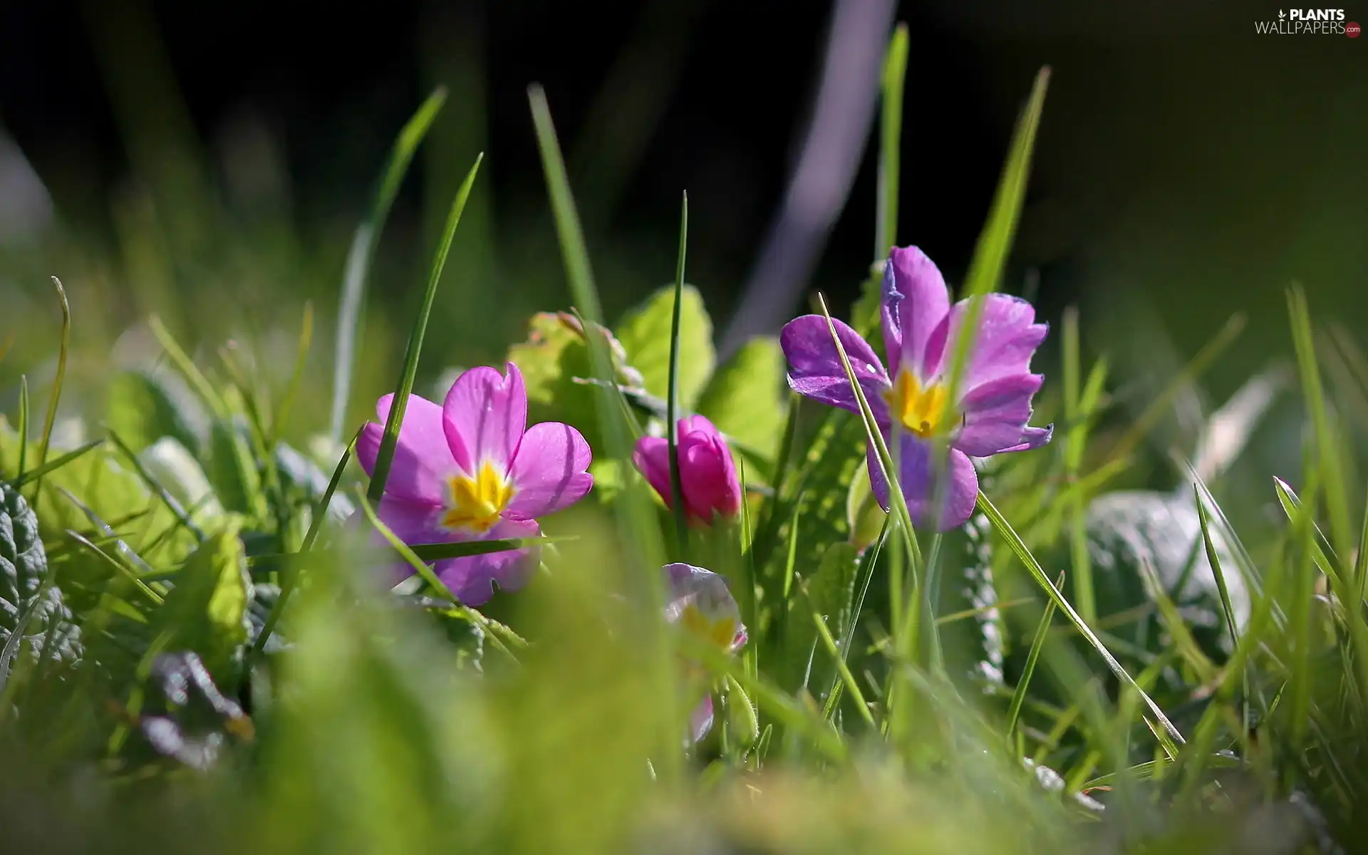 purple, grass, Meadow, Flowers