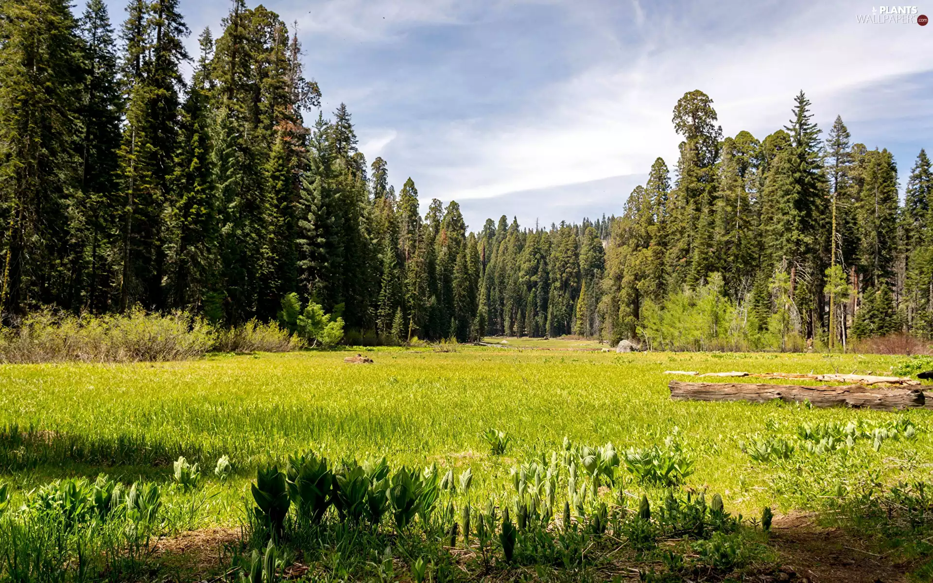 car in the meadow, trees, California, The United States, Sequoia National Park, viewes