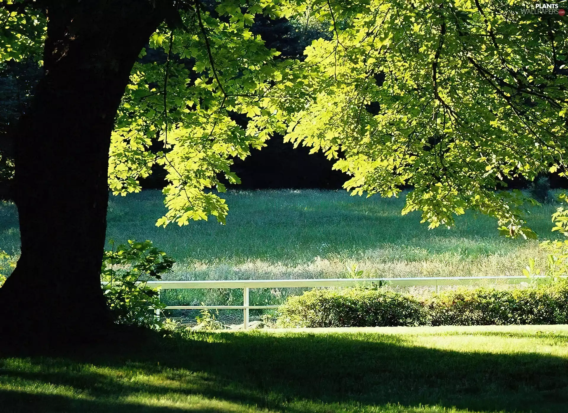 Meadow, trees, shadow
