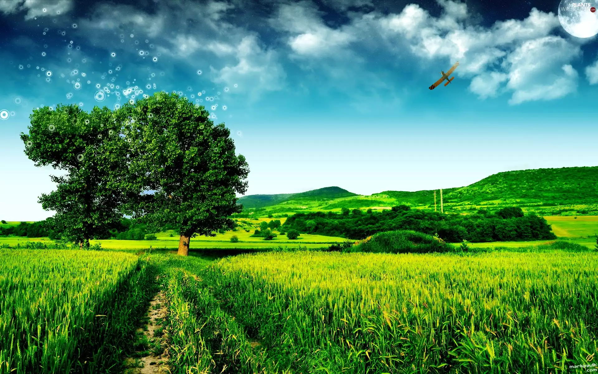 Sky, trees, plane, Meadow