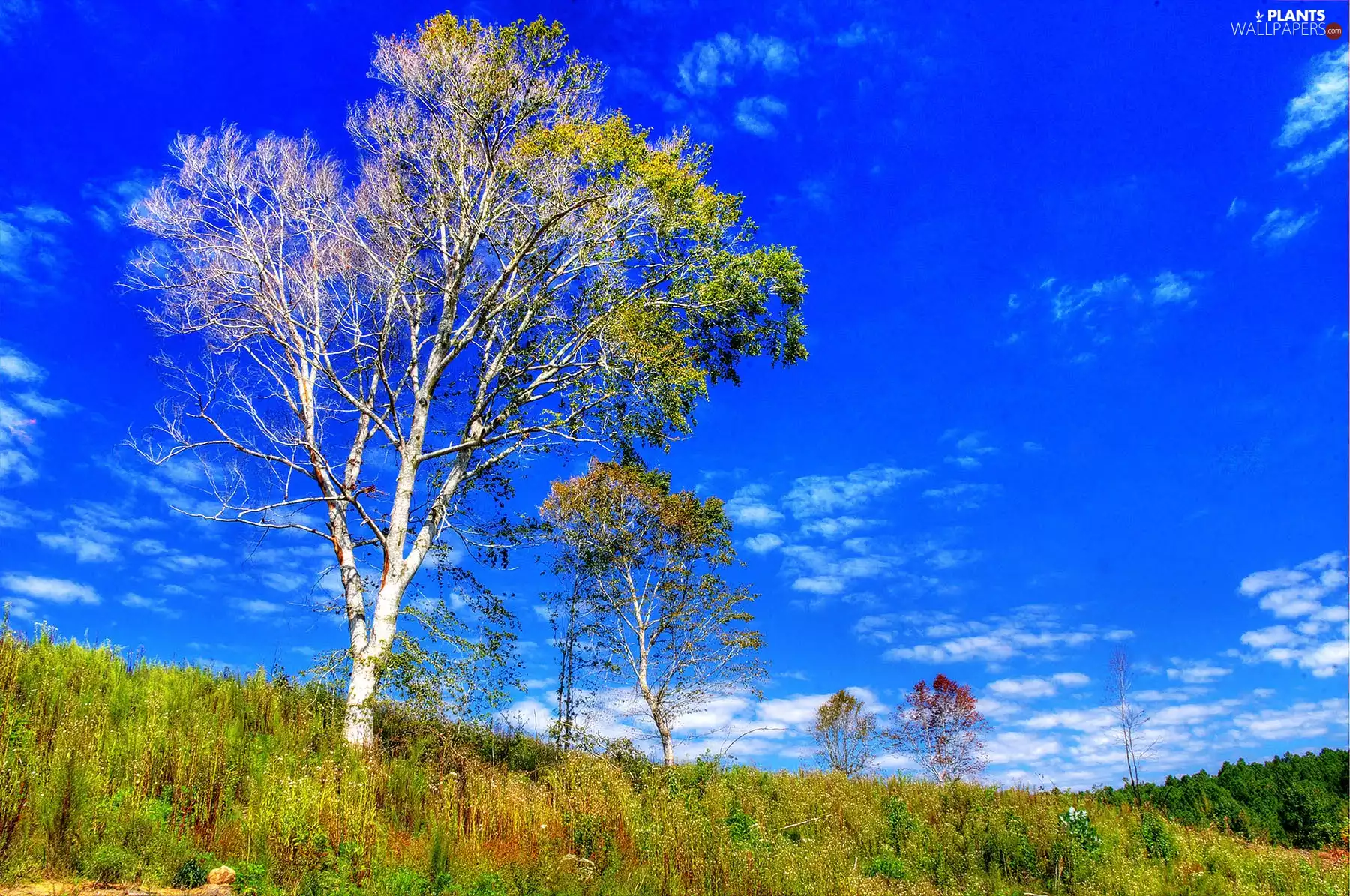 Sky, trees, viewes, Meadow
