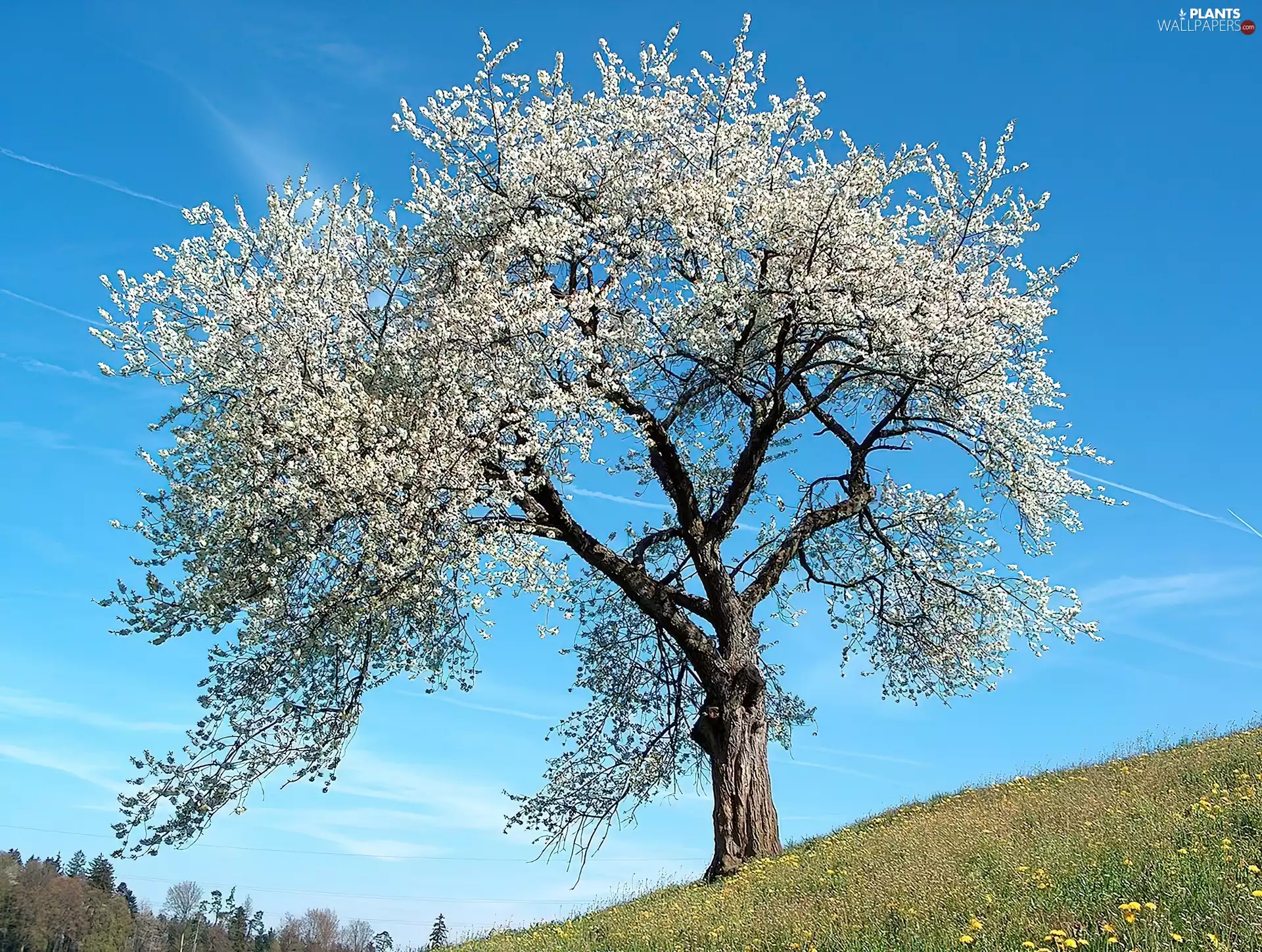 Spring, flourishing, trees, Meadow